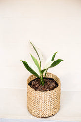 Epipremnum papuanum variegata